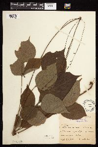 Hylodesmum glutinosum image