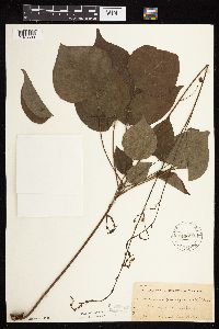 Hylodesmum glutinosum image