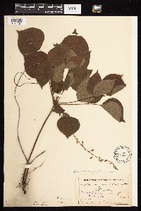 Hylodesmum glutinosum image