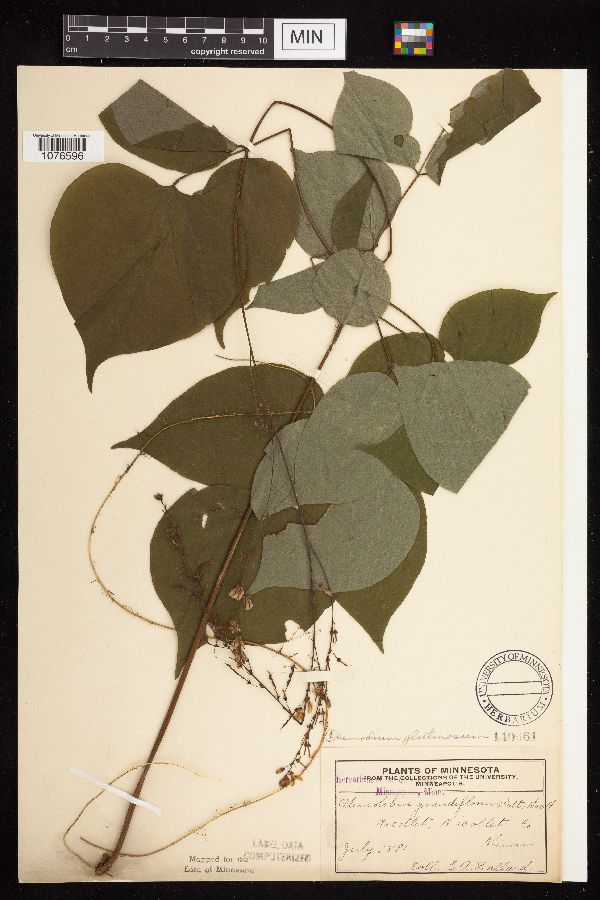 Hylodesmum glutinosum image