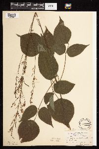 Hylodesmum glutinosum image