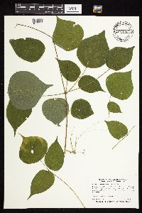 Hylodesmum glutinosum image