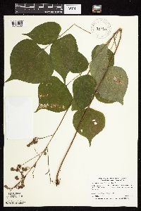 Hylodesmum glutinosum image