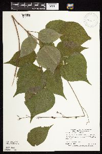 Hylodesmum glutinosum image