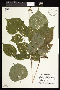Hylodesmum glutinosum image