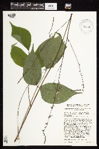 Hylodesmum glutinosum image