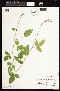 Desmodium illinoense image