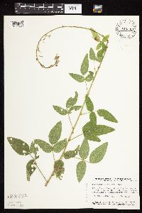 Desmodium illinoense image