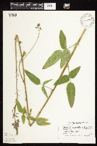 Desmodium illinoense image