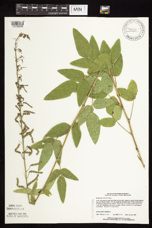 Desmodium illinoense image