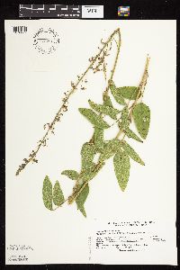 Desmodium illinoense image