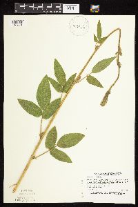 Desmodium illinoense image