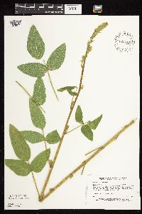 Desmodium illinoense image