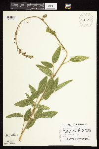 Desmodium illinoense image