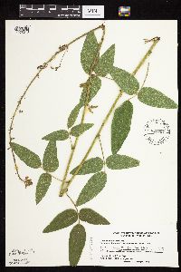Desmodium illinoense image