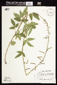 Desmodium illinoense image