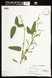 Desmodium illinoense image