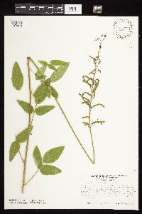 Desmodium illinoense image