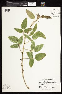 Desmodium illinoense image