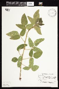 Desmodium illinoense image