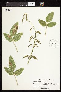 Desmodium illinoense image