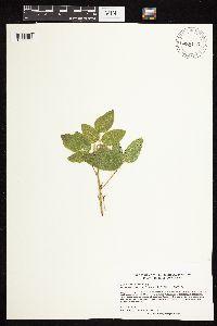 Desmodium illinoense image