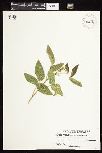 Desmodium illinoense image