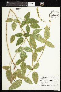 Desmodium illinoense image