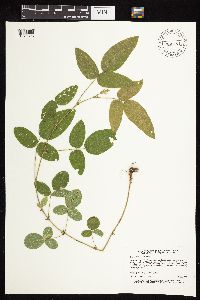 Desmodium illinoense image