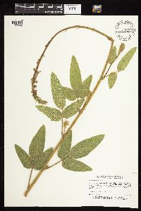 Desmodium illinoense image