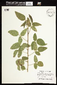 Desmodium illinoense image