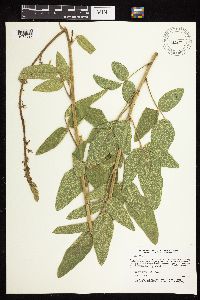Desmodium illinoense image