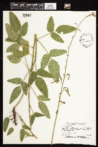 Desmodium illinoense image