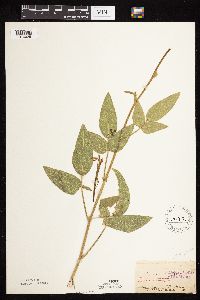 Desmodium illinoense image