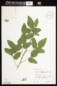 Desmodium illinoense image