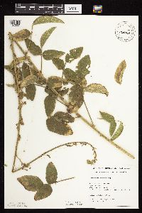 Desmodium illinoense image