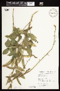 Desmodium illinoense image