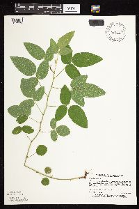 Desmodium illinoense image