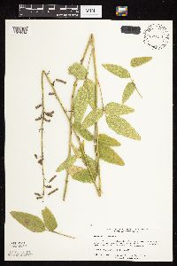 Desmodium illinoense image