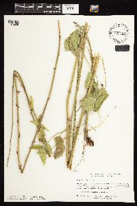 Desmodium illinoense image