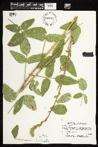 Desmodium illinoense image