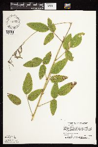 Desmodium illinoense image