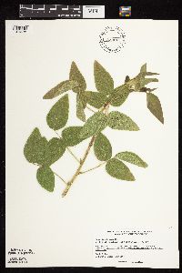 Desmodium illinoense image