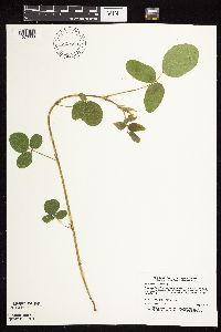 Desmodium illinoense image