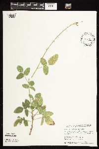 Desmodium illinoense image