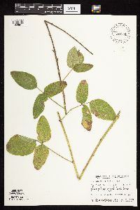 Desmodium illinoense image
