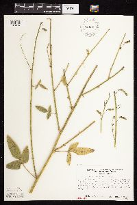 Desmodium illinoense image