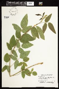 Desmodium illinoense image