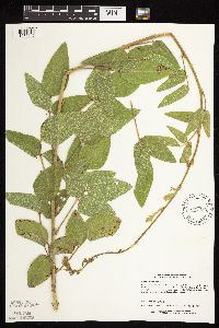 Desmodium illinoense image