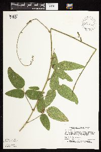 Desmodium illinoense image